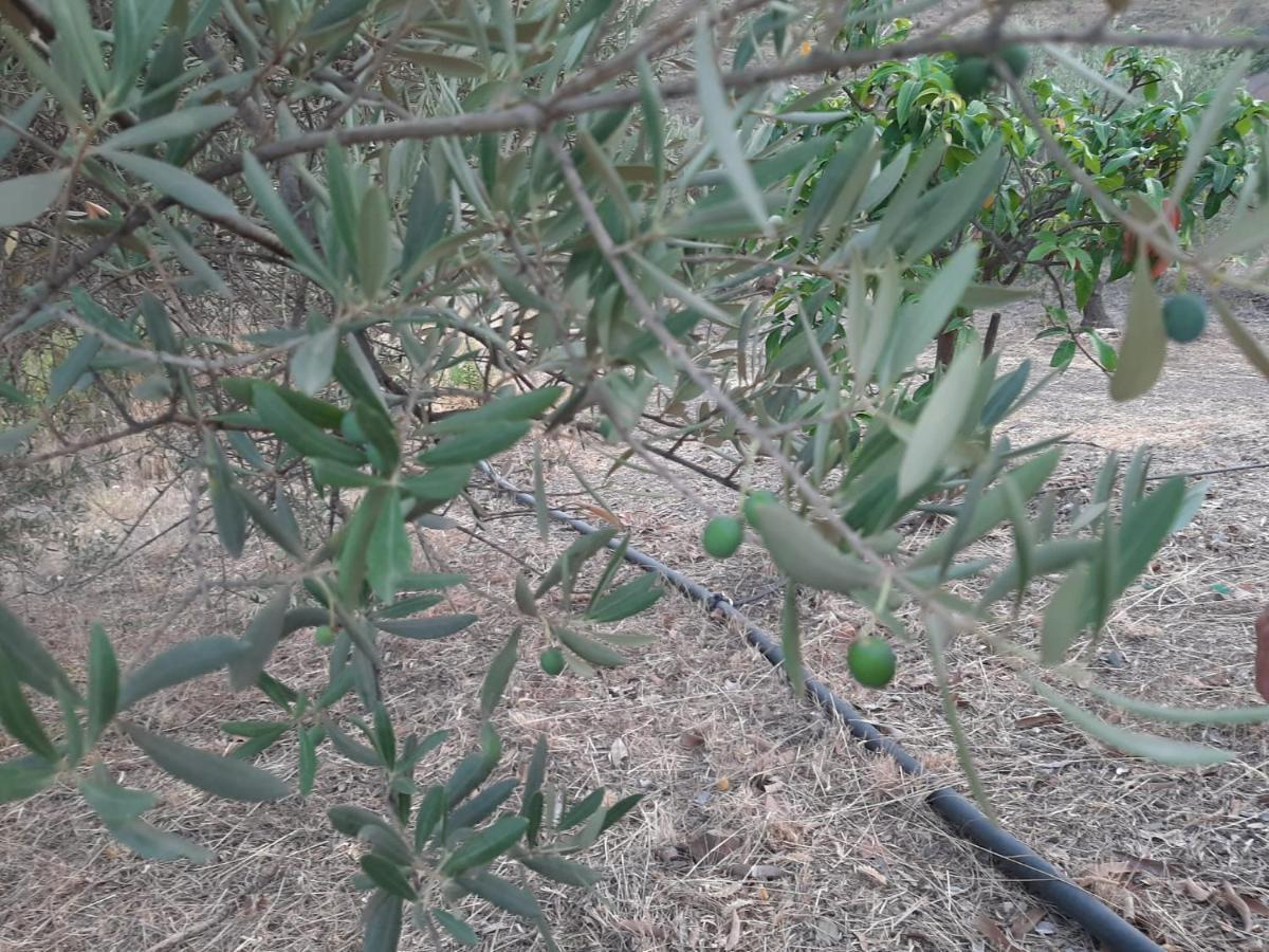 BorgeCasa Nathium.别墅 外观 照片